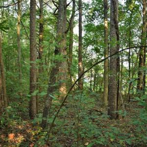 Photo #4 of SOLD property in Off Goodman Lake Road, Salisbury, NC 0.4 acres