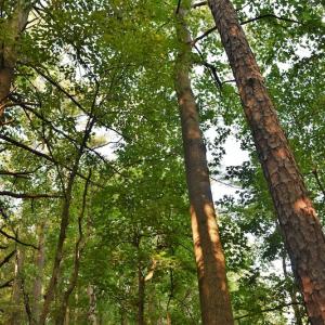 Photo #7 of SOLD property in Off Goodman Lake Road, Salisbury, NC 0.4 acres