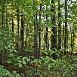 Photo #9 of SOLD property in Off Goodman Lake Road, Salisbury, NC 0.4 acres