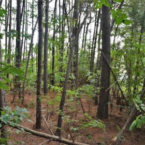 Photo #11 of SOLD property in Off Goodman Lake Road, Salisbury, NC 0.4 acres