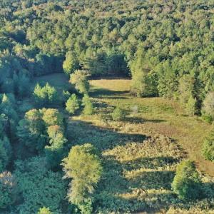 Photo #6 of SOLD property in 479 Autumn Drive, Ridgeway, SC 131.2 acres