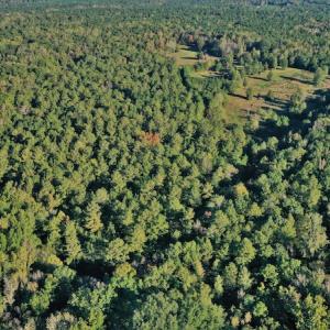 Photo #4 of SOLD property in 479 Autumn Drive, Ridgeway, SC 131.2 acres
