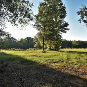 Photo #7 of SOLD property in 479 Autumn Drive, Ridgeway, SC 131.2 acres