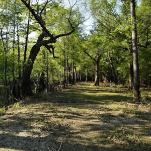 Photo #8 of SOLD property in Off Grahamville Road, Conway, SC 1,020.2 acres