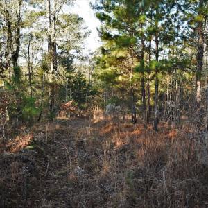Photo #5 of SOLD property in 1315 Cantey Hill Lane, Camden, SC 50.6 acres