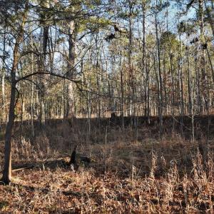 Photo #8 of SOLD property in 1315 Cantey Hill Lane, Camden, SC 50.6 acres