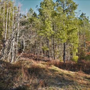 Photo #10 of SOLD property in 1315 Cantey Hill Lane, Camden, SC 50.6 acres
