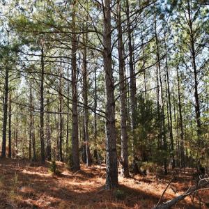 Photo #11 of SOLD property in 1315 Cantey Hill Lane, Camden, SC 50.6 acres