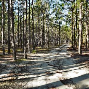 Photo #7 of SOLD property in 2650 Mill Creek Road, Bethune, SC 102.0 acres