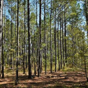 Photo #9 of SOLD property in 2650 Mill Creek Road, Bethune, SC 102.0 acres