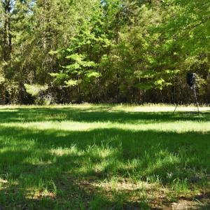 Photo #10 of SOLD property in 2650 Mill Creek Road, Bethune, SC 102.0 acres