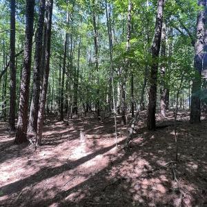 Photo #20 of Off Warren County Acres Road , Littleton, NC 8.0 acres