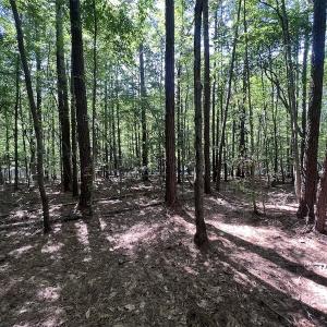 Photo #21 of SOLD property in Off Warren County Acres Road , Littleton, NC 8.0 acres