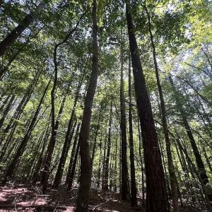 Photo #22 of SOLD property in Off Warren County Acres Road , Littleton, NC 8.0 acres
