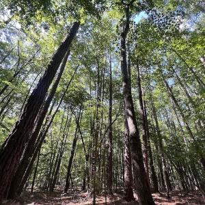 Photo #23 of SOLD property in Off Warren County Acres Road , Littleton, NC 8.0 acres