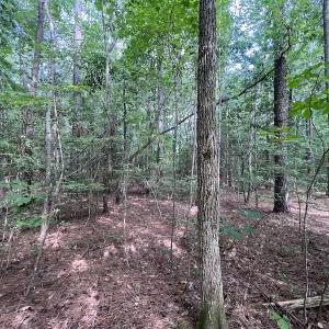 Photo #24 of SOLD property in Off Warren County Acres Road , Littleton, NC 8.0 acres