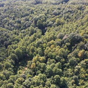 Photo #16 of Off Terrys Mountain Rd, Martinsville, VA 85.5 acres