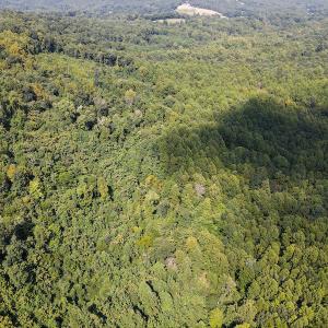 Photo #18 of SOLD property in Off Terrys Mountain Rd, Martinsville, VA 85.5 acres