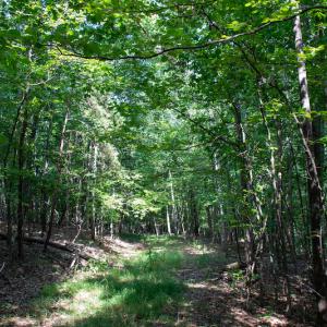 Photo #21 of Off Terrys Mountain Rd, Martinsville, VA 85.5 acres