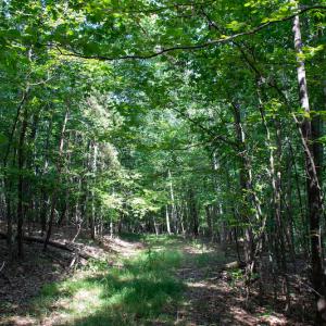 Photo #21 of SOLD property in Off Terrys Mountain Rd, Martinsville, VA 85.5 acres