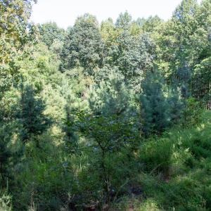 Photo #22 of SOLD property in Off Terrys Mountain Rd, Martinsville, VA 85.5 acres