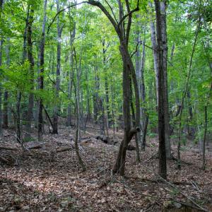 Photo #24 of Off Terrys Mountain Rd, Martinsville, VA 85.5 acres