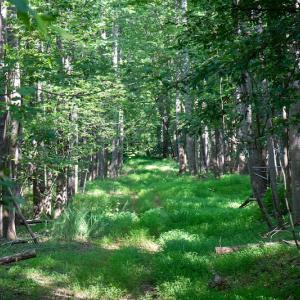 Photo #25 of Off Terrys Mountain Rd, Martinsville, VA 85.5 acres