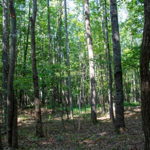 Photo #28 of SOLD property in Off Terrys Mountain Rd, Martinsville, VA 85.5 acres