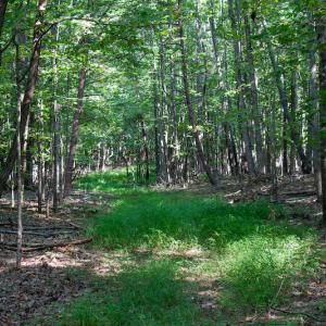 Photo #29 of SOLD property in Off Terrys Mountain Rd, Martinsville, VA 85.5 acres