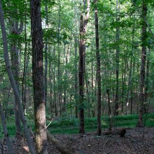 Photo #30 of SOLD property in Off Terrys Mountain Rd, Martinsville, VA 85.5 acres