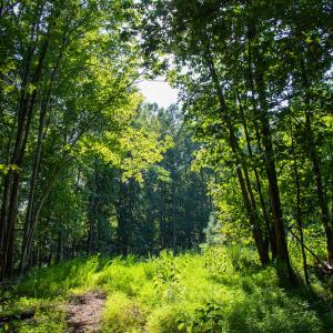 Photo #31 of Off Terrys Mountain Rd, Martinsville, VA 85.5 acres