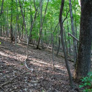 Photo #32 of Off Terrys Mountain Rd, Martinsville, VA 85.5 acres