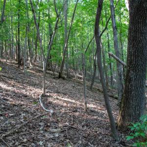 Photo #32 of SOLD property in Off Terrys Mountain Rd, Martinsville, VA 85.5 acres