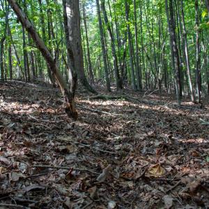 Photo #33 of Off Terrys Mountain Rd, Martinsville, VA 85.5 acres