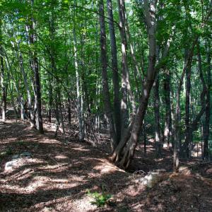 Photo #34 of SOLD property in Off Terrys Mountain Rd, Martinsville, VA 85.5 acres