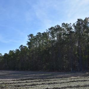 Photo #3 of SOLD property in Off Foxworth Road, Marion, SC 68.5 acres
