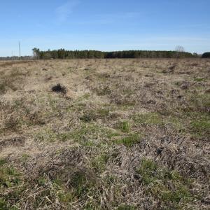 Photo #5 of SOLD property in Off Foxworth Road, Marion, SC 68.5 acres