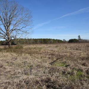 Photo #6 of SOLD property in Off Foxworth Road, Marion, SC 68.5 acres