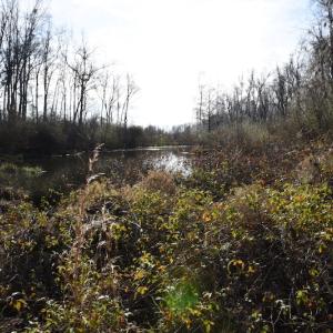 Photo #7 of SOLD property in Off Foxworth Road, Marion, SC 68.5 acres