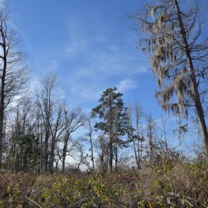 Photo #8 of SOLD property in Off Foxworth Road, Marion, SC 68.5 acres