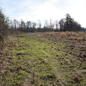 Photo #9 of SOLD property in Off Foxworth Road, Marion, SC 68.5 acres