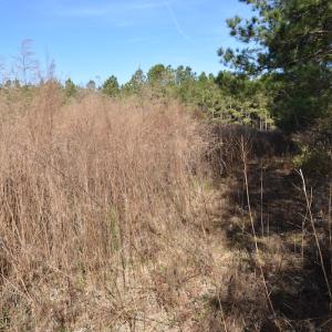 Photo #10 of SOLD property in Off Foxworth Road, Marion, SC 68.5 acres