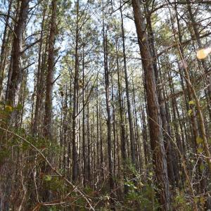 Photo #11 of SOLD property in Off Foxworth Road, Marion, SC 68.5 acres