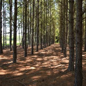 Photo #3 of SOLD property in Off Watermill Road, Mullins, SC 79.1 acres