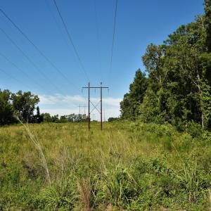 Photo #4 of SOLD property in Off Watermill Road, Mullins, SC 79.1 acres