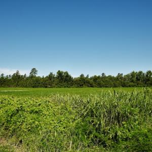 Photo #5 of SOLD property in Off Watermill Road, Mullins, SC 79.1 acres