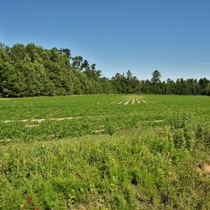Photo #7 of SOLD property in Off Watermill Road, Mullins, SC 79.1 acres