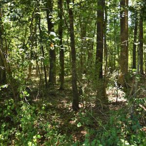 Photo #11 of SOLD property in Off Watermill Road, Mullins, SC 79.1 acres