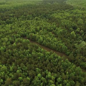 Photo #3 of SOLD property in Off Harmon Court, Gresham, SC 88.0 acres