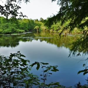 Photo #11 of SOLD property in Off Harmon Court, Gresham, SC 88.0 acres